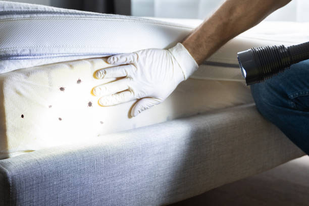 Best Termite Control Services  in Ancient Oaks, PA